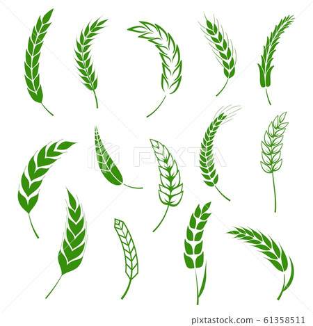 Set of simple wheats ears green icons and grain design elements for beer, organic wheats local farm fresh food, bakery themed wheat design, grain, beer elements. Vector illustration eps10 61358511