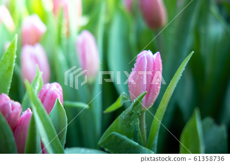Beautiful bouquet of tulips. colorful tulips. Beautiful bouquet of tulips. colorful tulips. 61358736