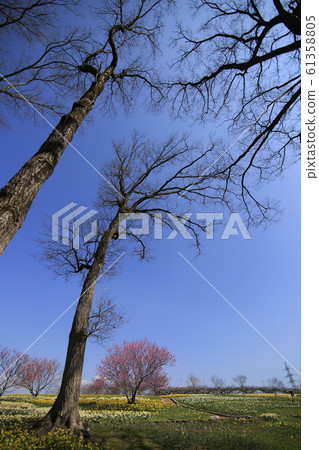Bihoku山坡公園的水仙花園春天 61358805