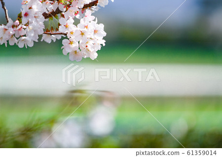 Cherry-blossom viewing Cherry-blossom viewing 61359014