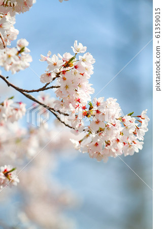 賞花 賞花 61359015