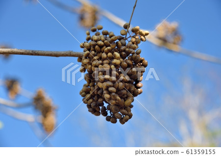 Goby fruit Goby fruit 61359155