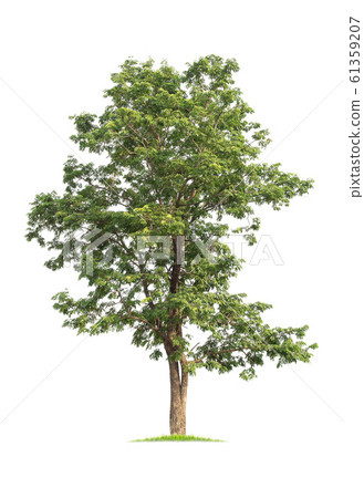 isolated big tree on White Background. 61359207