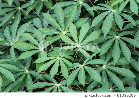 Cassava leaves with rain water on the leaves. 61359209