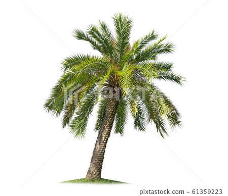 isolated big palm tree on White Background. 61359223