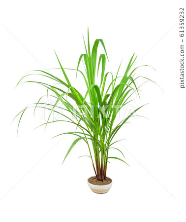 Green Grass Border isolated on white background. ( 61359232