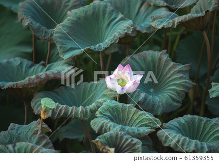 Lotus Flower.Background is the lotus leaf and Lotus Flower.Background is the lotus leaf and 61359355