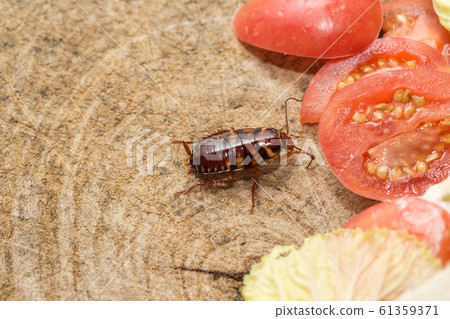 The problem in the house because of cockroaches 61359371
