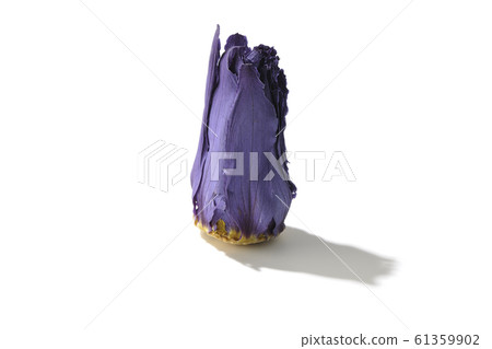 Lotus flower Lotus flower 61359902