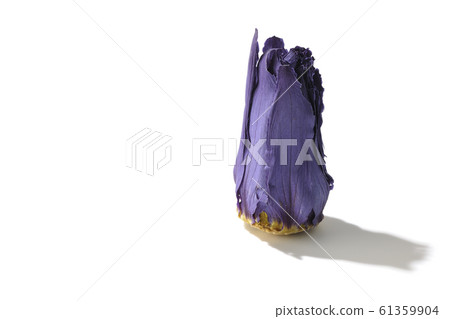 Lotus flower  61359904