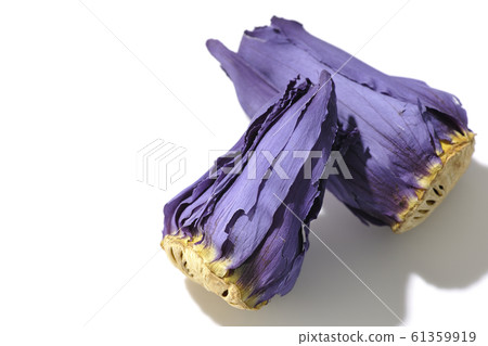 Lotus flower  61359919