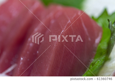 紅金槍魚 61360746