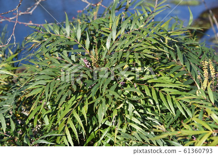 霍索巴冬青南天（小葉冬青南天） 61360793