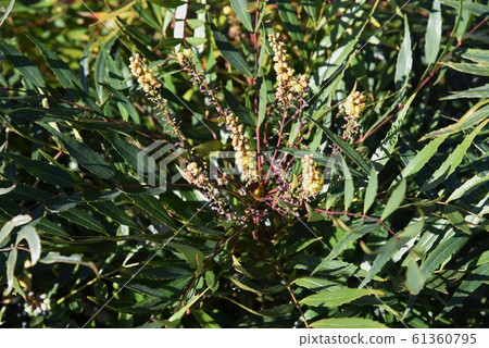 霍索巴冬青南天（小葉冬青南天） 61360795