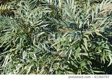 Hosoba holly nanten (small leaf holly southern sky) Hosoba holly nanten (small leaf holly southern sky) 61360797