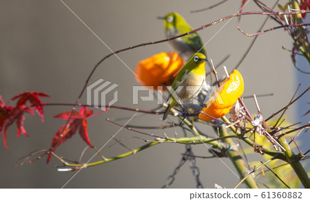 White-tailed mandarin oranges in the garden (December, Japan, Tokyo, Higashimurayama City) White-tailed mandarin oranges in the garden (December, Japan, Tokyo, Higashimurayama City) 61360882