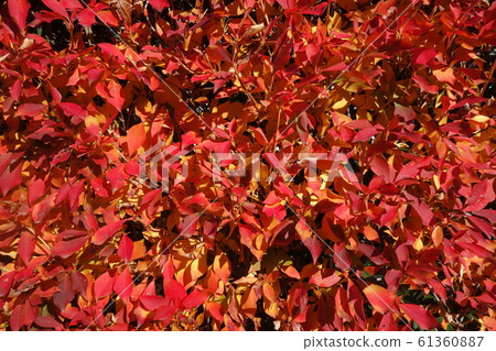 紅麵團杜鵑花紋理 紅麵團杜鵑花紋理 61360887