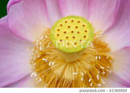 蓮花核心 蓮花核心 61360889