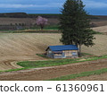 A working hut and a large tree in a field in the Biei/Ruben area in spring 61360961