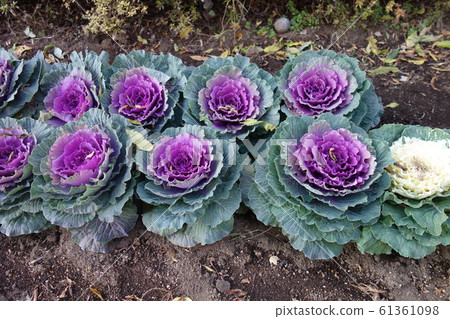 Winter purple and white leaf peony Winter purple and white leaf peony 61361098