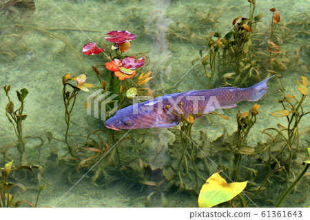 Pond of Monke no pond Monet Pond of Monke no pond Monet 61361643