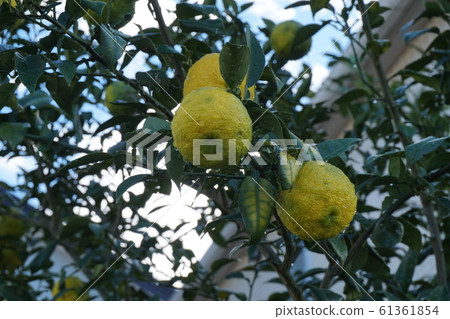 Yuzu 61361854