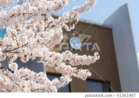 櫻花櫻花 61361987