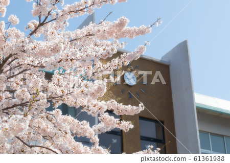 Sakura Sakura Sakura Sakura 61361988