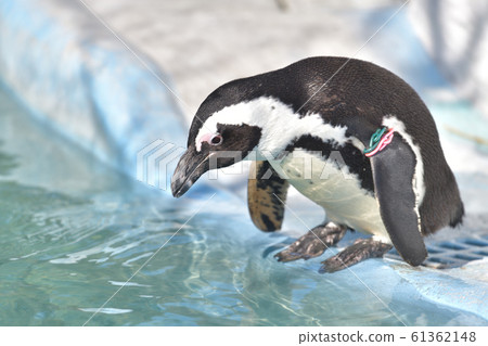 企鵝4擔心無法跳入游泳池 61362148