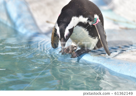 企鵝3擔心無法決定跳入游泳池 61362149