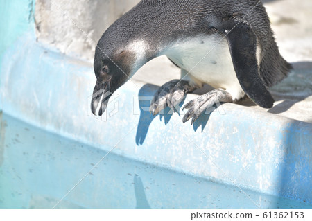 可愛的企鵝孩子11試圖跳進游泳池 61362153