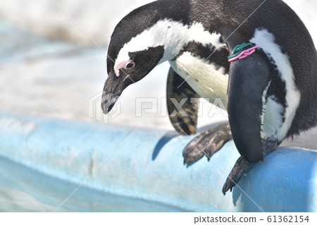 企鵝1擔心無法決定跳入游泳池 61362154