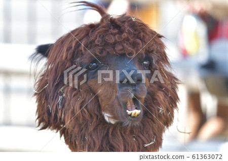 Brown Twink Llama Face Doup 4 61363072