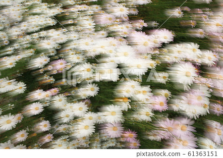 March of wild chrysanthemum March of wild chrysanthemum 61363151