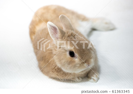 Rabbit sleeping 61363345