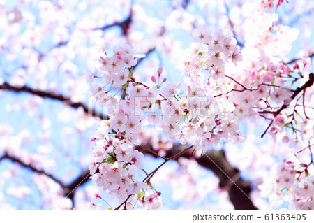 櫻花青空 櫻花青空 61363405