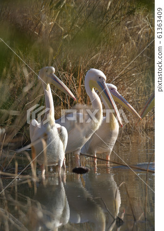 Pink pelican carrying happiness 2 Pink pelican carrying happiness 2 61363409