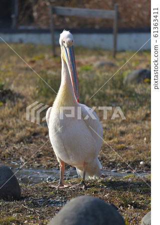 粉紅鵜鶘4攜帶幸福 61363411