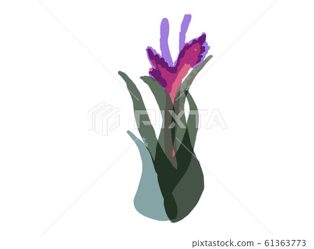 Air Plants with Flowers - Stock Illustration [61363773] - PIXTA