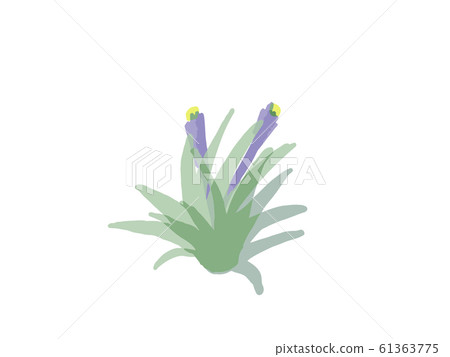 Air Plants with Flowers - Stock Illustration [61363775] - PIXTA