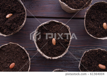 Pots are seeded with brown beans, top view. 61364004