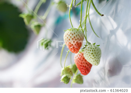 Strawberries cultivated in the greenhouse of the producer farm (red hop, January) 61364020