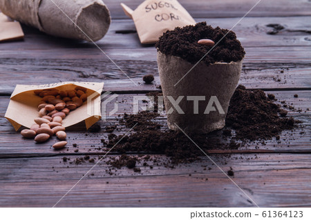 Homemade planting brown bean in a small fibre pot. Homemade planting brown bean in a small fibre pot. 61364123