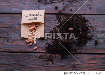 Planted bean seed in a round fibre pot. Planted bean seed in a round fibre pot. 61364125