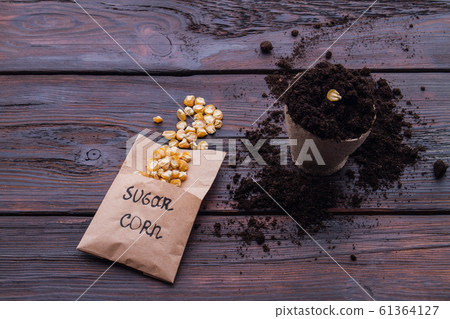 Planted corn seed in a round fibre pot. Planted corn seed in a round fibre pot. 61364127