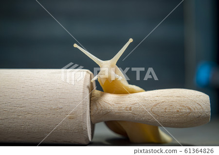 The snail and wooden rolling pin 61364826