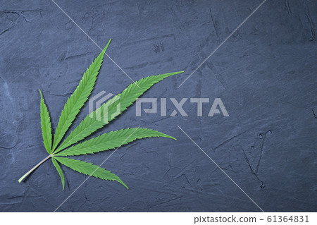 Fresh green marijuana leaf on a black-blue stone Fresh green marijuana leaf on a black-blue stone 61364831