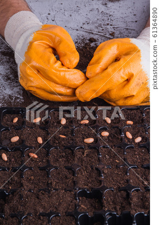 Plastic tray cells and gloved farmer's hands. 61364890