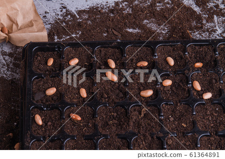 Rows of planted plastic tray cells with beans. Rows of planted plastic tray cells with beans. 61364891