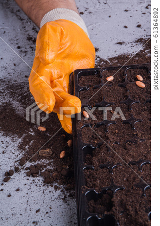 Gloved farmer's hand with plastic tray close-up. Gloved farmer's hand with plastic tray close-up. 61364892